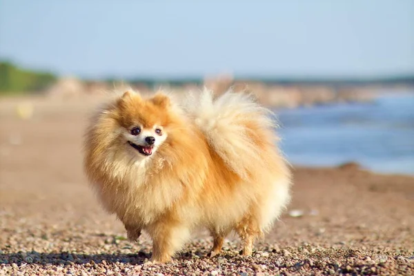 Retrato de cão de spitz Pomeranian miniatura bonito. Filhote de cachorro feliz na praia sorrindo — Fotografia de Stock