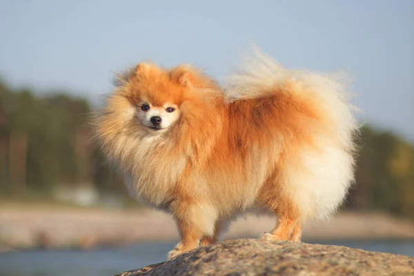 Retrato de lindo pequeño Pomeranian miniatura Spitz perro al aire libre —  Fotos de Stock