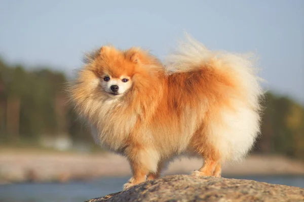 Retrato de lindo pequeño Pomeranian miniatura Spitz perro al aire libre — Foto de Stock