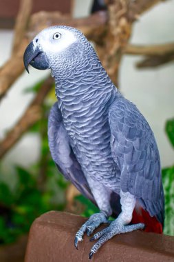 Kırmızı kuyruklu gri papağan Psittacus erithacus 'ün dikey portresi evde oturuyor.