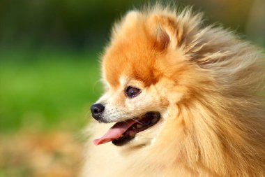 Şirin, mutlu Pomeranya köpeğinin profil portresini kapat. Yavru köpek gülümsüyor.