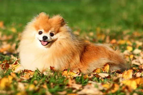 Cachorrinho Bonito Feliz Cão Spitz Pomerânia Andando Parque Deitado Outono — Fotografia de Stock