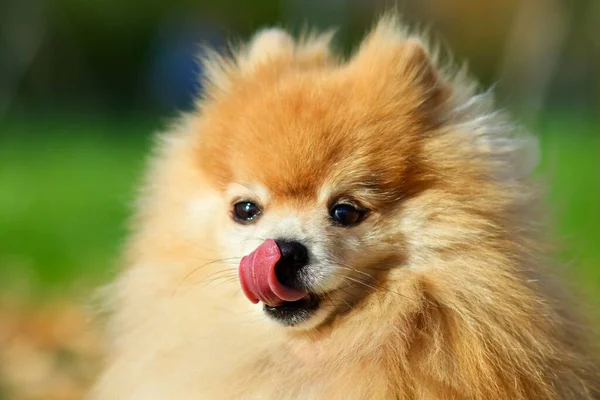 Close Retrato Fome Bonito Pomeranian Spitz Cão Lambendo Lábios Com — Fotografia de Stock