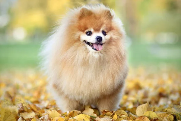 Gülümseyen Şirin Pomeranya Köpeğinin Portresi Altın Sonbahar Parkında Renkli Yapraklarla — Stok fotoğraf