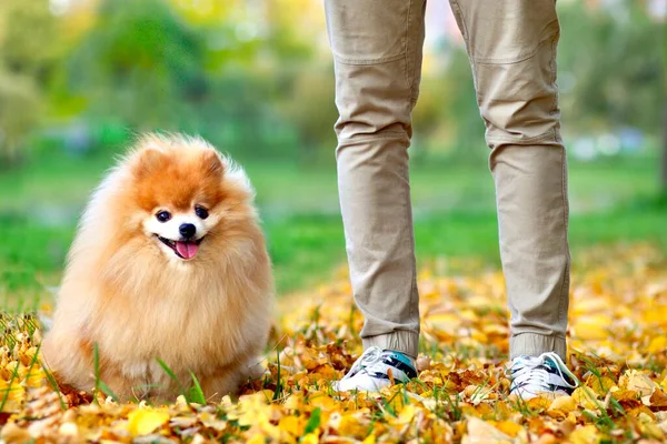 Hermoso Perro Spitz Pomerania Sentado Cerca Los Pies Una Persona — Foto de Stock