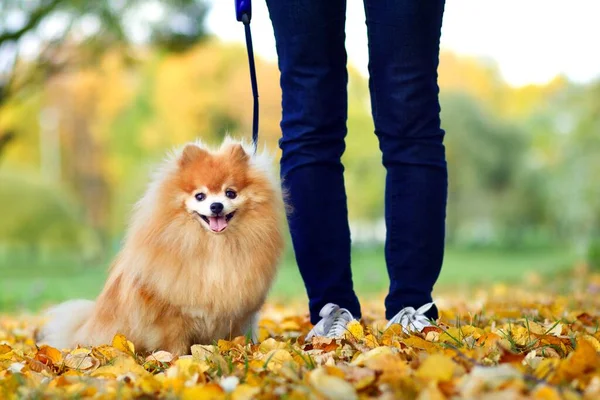 Hermoso perro spitz Pomerania sentado cerca de los pies de una persona irreconocible, el hombre en el parque de otoño de oro en hojas de colores. cachorro sentado al lado de las piernas de su dueño. — Foto de Stock