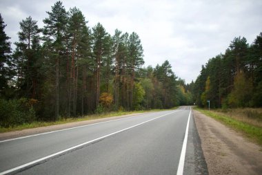 Ormandaki boş asfalt kırsal yol. Sürüş, seyahat konsepti 