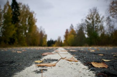 Asfalt boş yol, altın sonbahar gününde renkli sarı yapraklar döküldü.