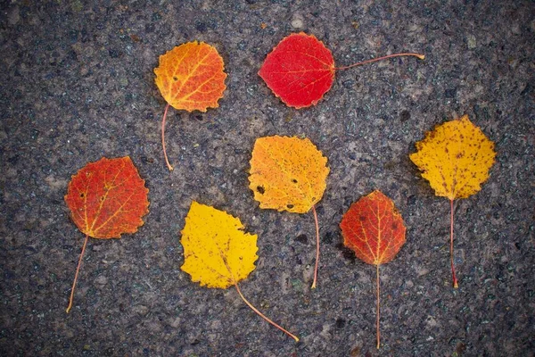 Colorate foglie autunnali gialle, arancioni e rosse dorate su asfalto su strada. Vista dall'alto. — Foto Stock