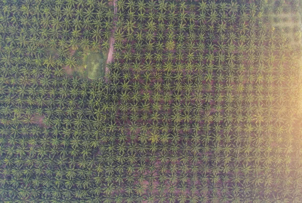 Luftaufnahme von oben Wald, Textur Hintergrund der Waldblick von einem — Stockfoto