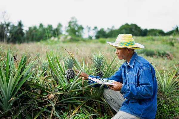 Businessman farmer holding tablet in pineapple field. Smart farm — Stock Photo, Image