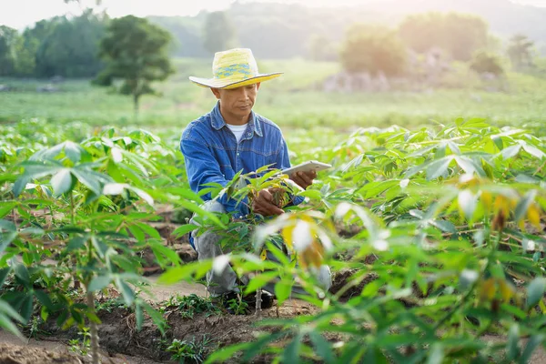 Agricultor empresário segurando tablet no campo de mandioca. Agricultor inteligente — Fotografia de Stock