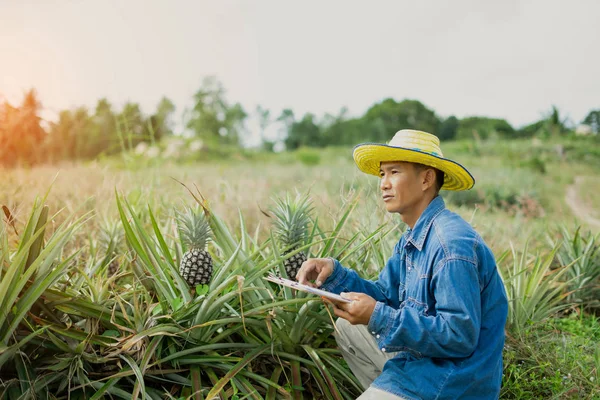 Empresário agricultor segurando tablet para verificação de abacaxi fiel — Fotografia de Stock