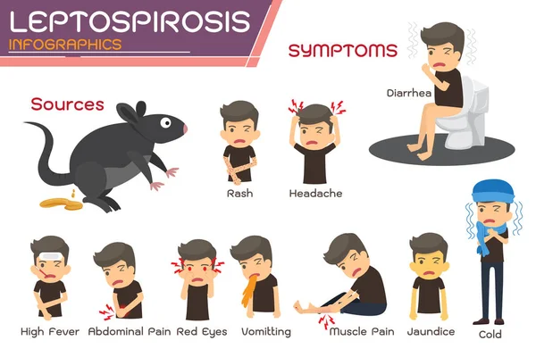 Infographie de la leptospirose. Leptospirose sur les symptômes et pré — Image vectorielle