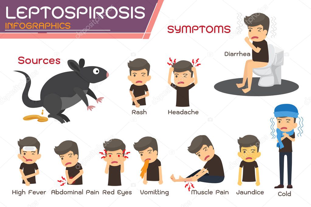 Leptospirosis infographics. Leptospirosis about symptoms and pre