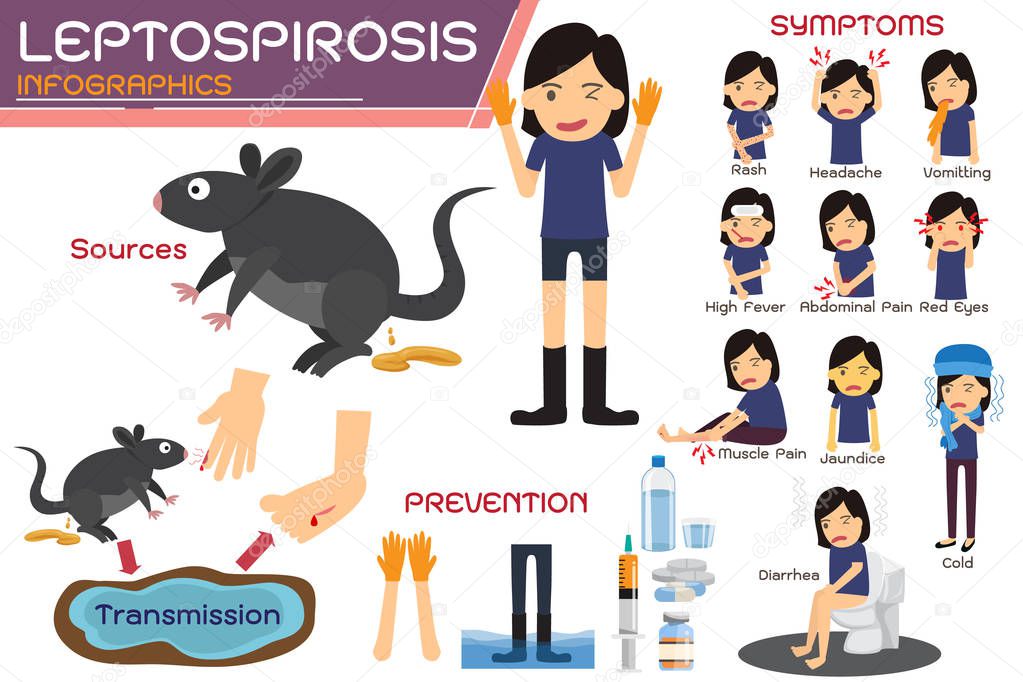 Leptospirosis infographics. Leptospirosis about symptoms and pre