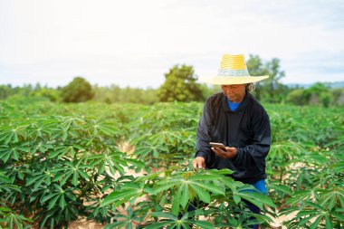 Akıllı kadın çiftçi için manyok alanında ayakta tablet tutan 