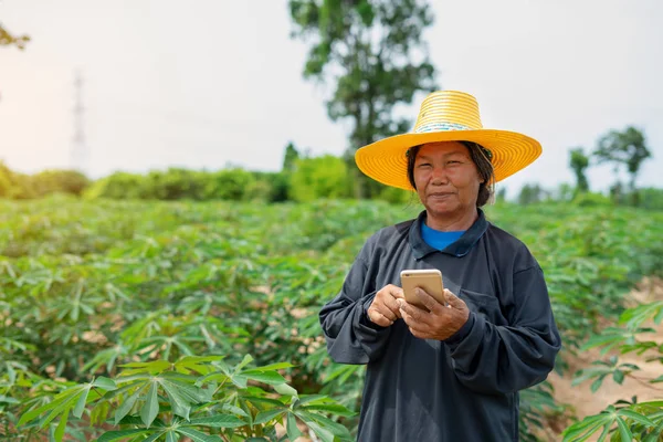 Smart woman farmer holding tablet standing in cassava field for — Stock Photo, Image