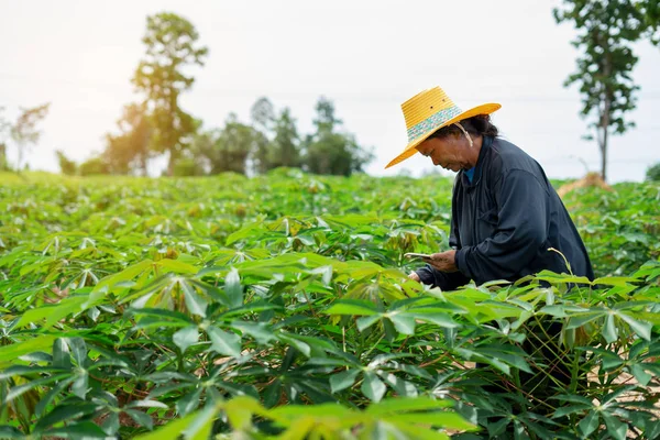 Smart woman farmer holding tablet standing in cassava field for — Stock Photo, Image