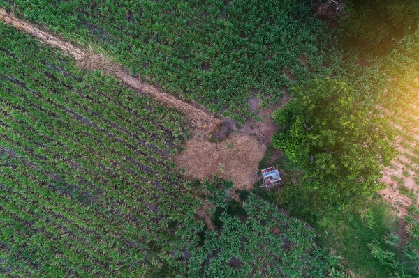 Aerial ovanifrån skog natur, Textur av skog vy ovanifrån — Stockfoto