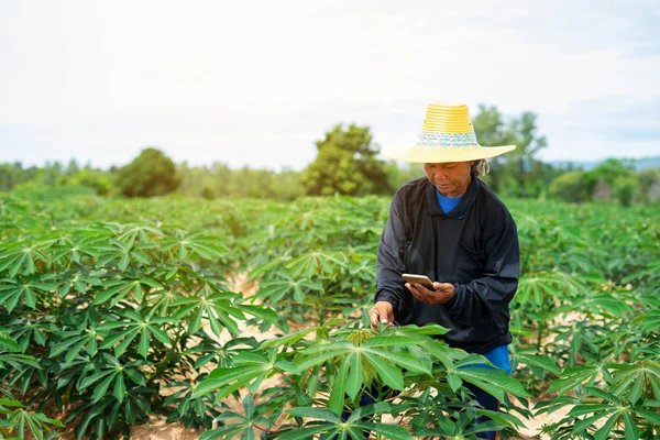 Smart woman farmer holding tablet standing in cassava field for