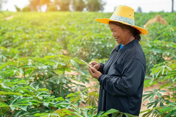 Inteligentna kobieta rolnik trzyma tabletkę stojącą w polu manioku dla — Zdjęcie stockowe