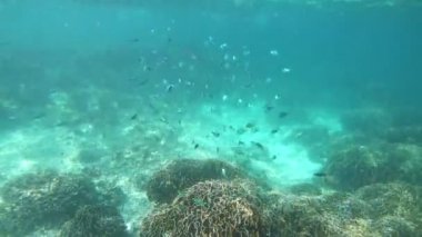 Beautiful Coral reef in Nyaung Oo Phee island, Myanmar. footage b roll scene under water ocean.