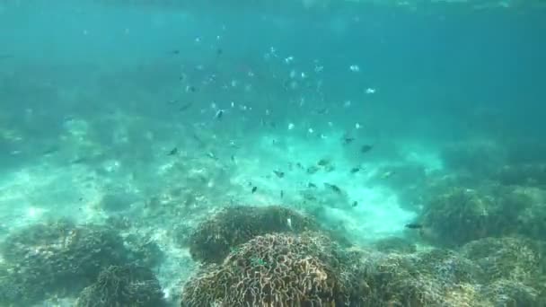 Karang Karang Indah Pulau Nyaung Phee Myanmar Cuplikan Adegan Roll — Stok Video