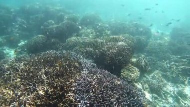 Beautiful Coral reef in Nyaung Oo Phee island, Myanmar. footage b roll scene under water ocean.