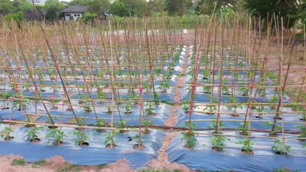 Tournage Roll Vue Aérienne Jardin Haricots Yardlong Vigna Unguiculata Ssp — Video