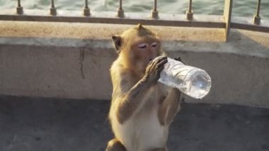 B Roll insanları parkta maymuna su şişeleri veriyor. Doğadaki maymun.. 