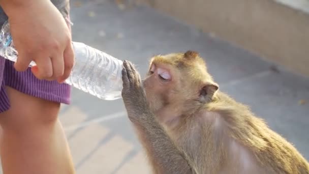 Filmato Roll People Regala Bottiglie Acqua Alle Scimmie Del Parco — Video Stock