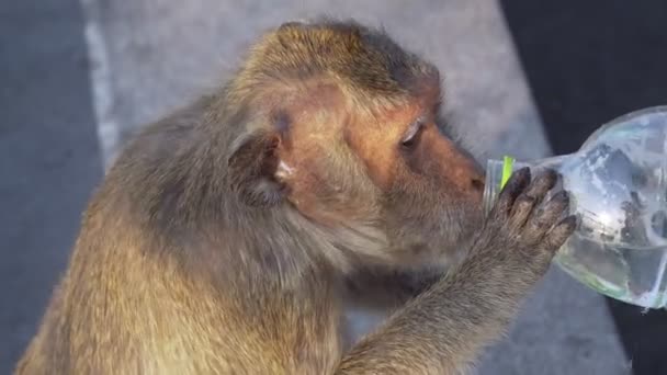 Filmato Roll People Regala Bottiglie Acqua Alle Scimmie Del Parco — Video Stock