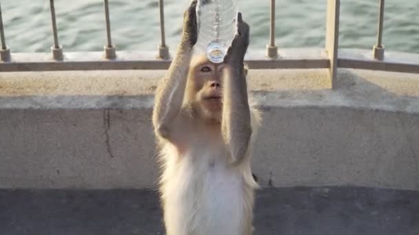 Vidéo B Roll of People donne des bouteilles d'eau au singe dans le parc. Singe dans la nature. 