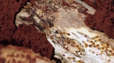 Footage B roll 4K of Termites are eating the wood, Close up termites or white ants, Termite Workers walk and eating the wood in nature, Dry-Wood Termites on the old wood rotting.