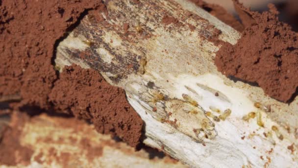 Sahnesindeki Termitler Odunları Yiyorlar Termitleri Veya Beyaz Karıncaları Kapatıyorlar Termit — Stok video