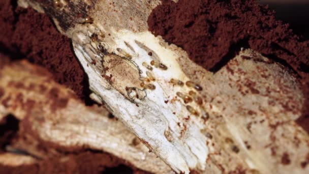 白蚁的形象B卷正在吃木头 关闭白蚁或白蚁 白蚁工在自然界中行走和吃木头 干木白蚁在老木上腐烂 — 图库视频影像