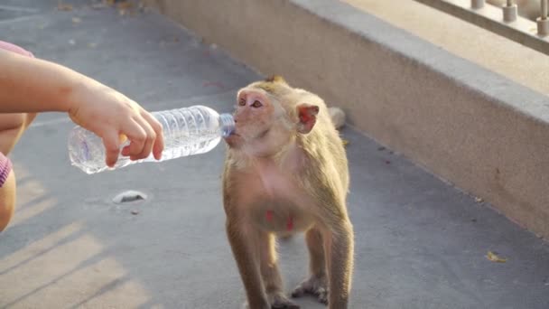 Roll Insanları Parkta Maymuna Şişeleri Veriyor Doğadaki Maymun — Stok video