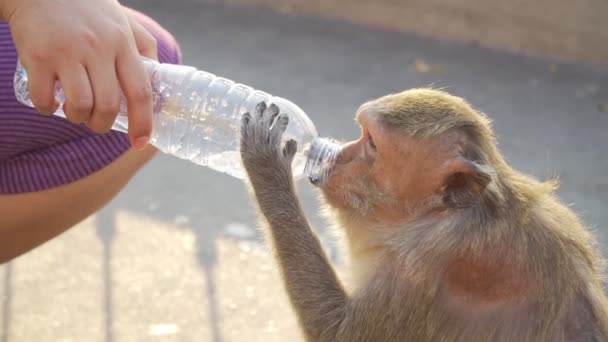 映像B人々のロールは 公園で猿に水のボトルを与えます 自然界の猿 — ストック動画