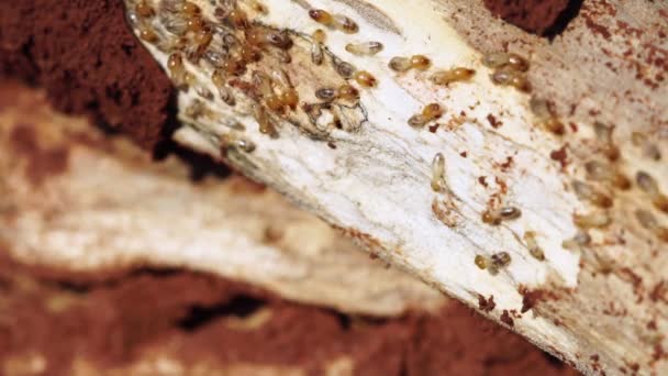 Footage Roll Termites Eating Wood Close Termites White Ants Termite — Stok video