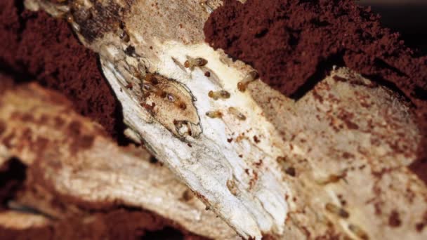白蚁的形象B卷正在吃木头 关闭白蚁或白蚁 白蚁工在自然界中行走和吃木头 干木白蚁在老木上腐烂 — 图库视频影像
