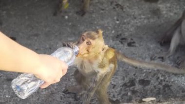 B Roll insanları parkta maymuna su şişeleri veriyor. Doğadaki maymun.. 