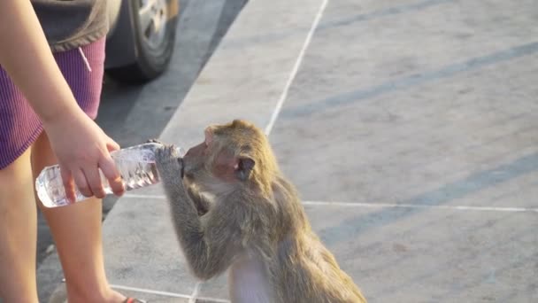 Roll Insanları Parkta Maymuna Şişeleri Veriyor Doğadaki Maymun — Stok video