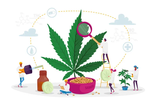 Wissenschaftler charakterisiert den Anbau von medizinischem Cannabis und die Vorbereitung der homöopathischen Medizin von Marihuana. Cannabis für den persönlichen Gebrauch — Stockvektor