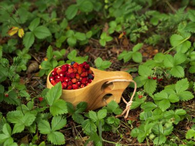 Tahta bardakta lezzetli yabani çilekler.