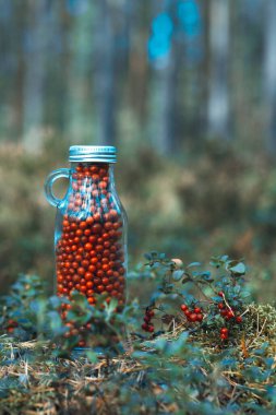 Ormandaki bir açıklıkta cam bir şişede taze yaban mersini. Şişe dolusu dut taze olgun kuzey yaban mersini. Sağlıklı gıda ve organik ürünler kavramı. Üst Görünüm.