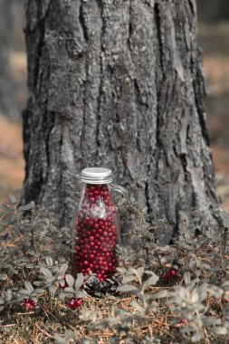 Ormandaki bir açıklıkta cam bir şişede taze yaban mersini. Şişe dolusu dut taze olgun kuzey yaban mersini. Sağlıklı gıda ve organik ürünler kavramı. Üst Görünüm.