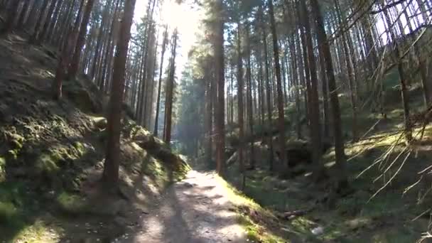 Madeira Silenciosa Com Sol Brilhante Primavera — Vídeo de Stock