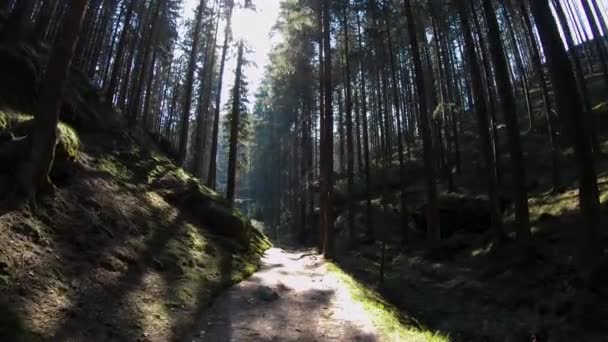 Madeira Silenciosa Com Sol Brilhante Primavera — Vídeo de Stock