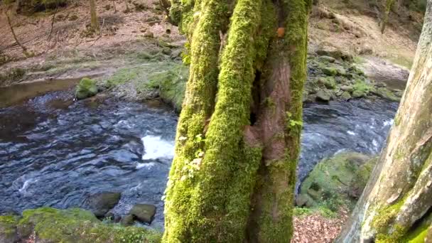 Fluss Sächsischen Nationalpark — Stockvideo